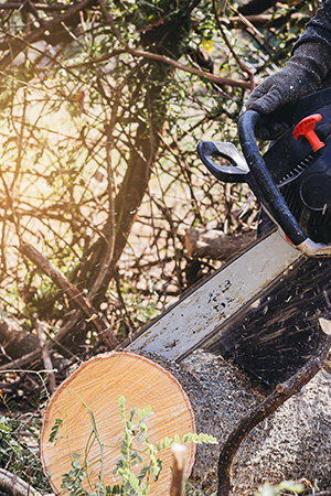 PRUNING & TRIMMING