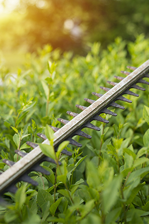 TRIMMING OF HEDGES & SHRUBS